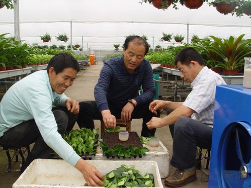 致富榜样 培植西安花卉市场的领军人物——刘新保的创业之路与信息咨询价值